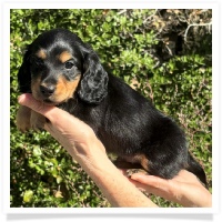 Crystal's AKC & CKC Black & Tan Long Hair Male Miniature Dachshund Puppy
