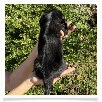 Crystal's AKC & CKC Black & Tan Long Hair Male Miniature Dachshund Puppy
