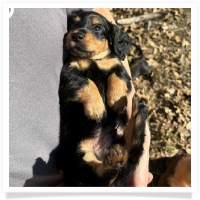 Crystal's AKC & CKC Black & Tan Long Hair Male Miniature Dachshund Puppy