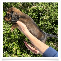 Crystal's AKC & CKC Shaded Red Long Hair Male Miniature Dachshund Puppy
