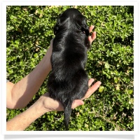 Crystal's AKC & CKC Black & Tan Long Hair Male Miniature Dachshund Puppy