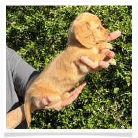 Crystal's AKC & CKC Light Red Long Hair Female Miniature Dachshund Puppy