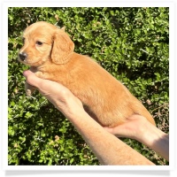 Crystal's AKC & CKC Light Red Long Hair Female Miniature Dachshund Puppy