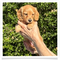 Crystal's AKC & CKC Light Red Long Hair Female Miniature Dachshund Puppy