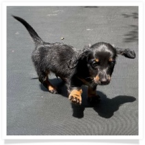 Missy's AKC Black & Tan Long Hair Male Miniature Dachshund Puppy