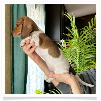 Pepper's CKC Shaded Red Piebald Short Hair Male Miniature Dachshund Puppy