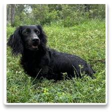 Minidatsun's My Litter Pepper - CKC Solid Black Long Hair Female Miniature Dachshund