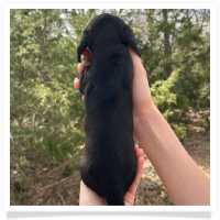 Pepper's CKC Black & Tan Short Hair Male Miniature Dachshund Puppy