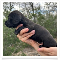 Pepper's CKC Solid Black Short Hair Female Miniature Dachshund Puppy
