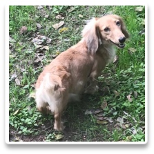 Minidatsun's Die Kartoffelprinzessin - AKC and CKC Shaded Cream Long Hair Miniature Dachshund
