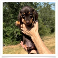 Yoo-Hoo's AKC & CKC Chocolate & Tan Short Hair Male (has rear dew-claws) Miniature Dachshund Puppy